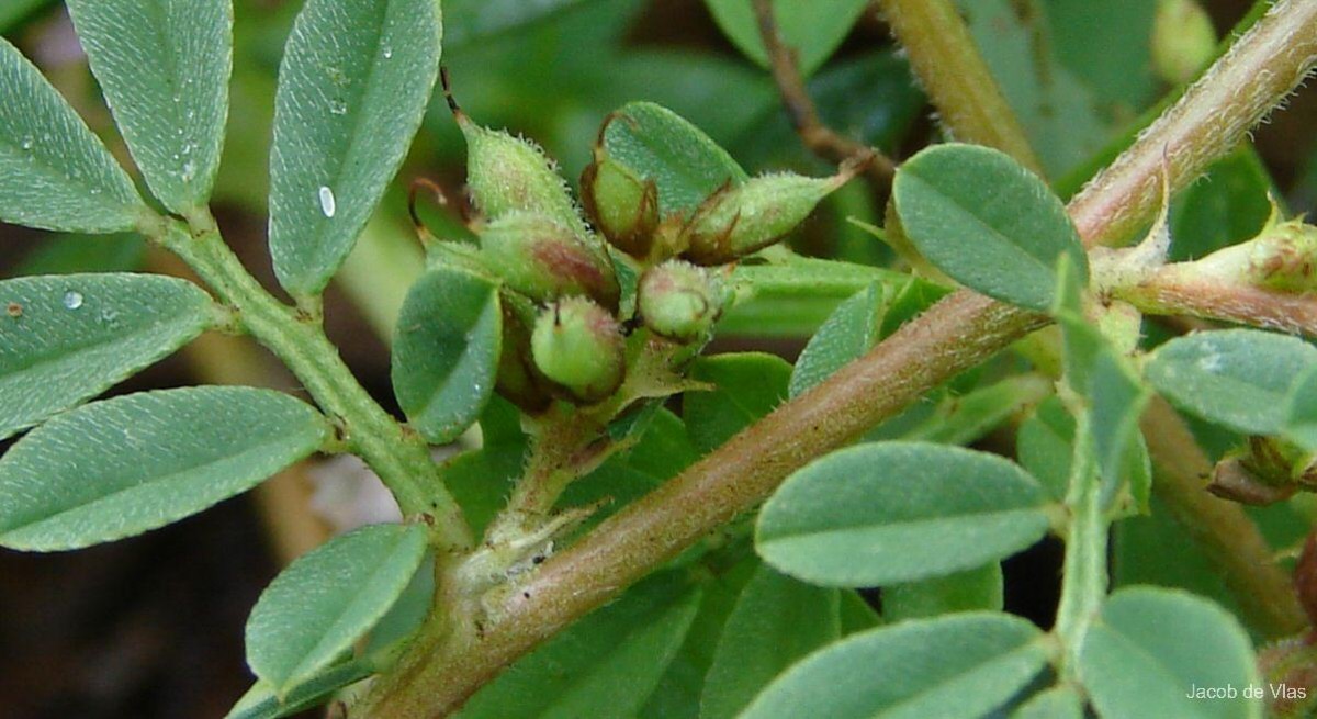 Indigofera linnaei Ali